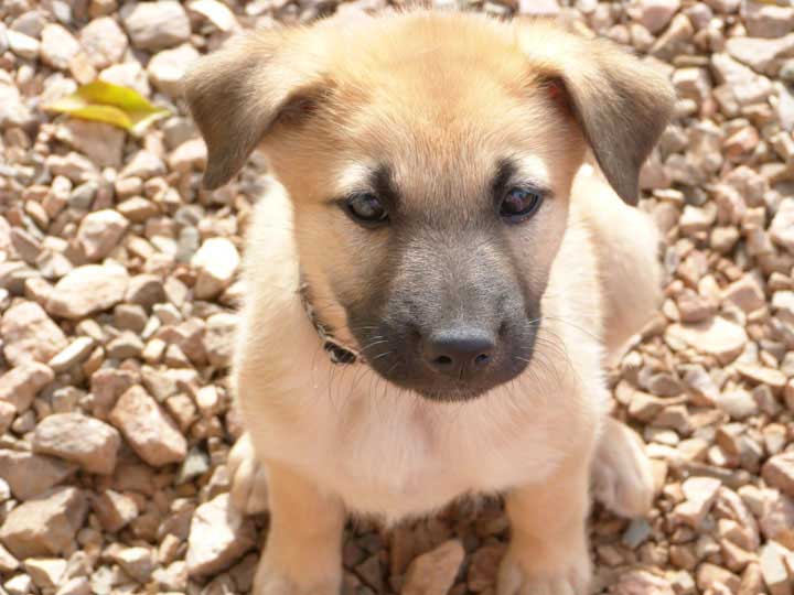 chinook dog